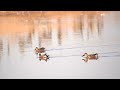 Northern shovler swimming in pair