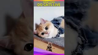 How Long Do Cats  explained In Human Years