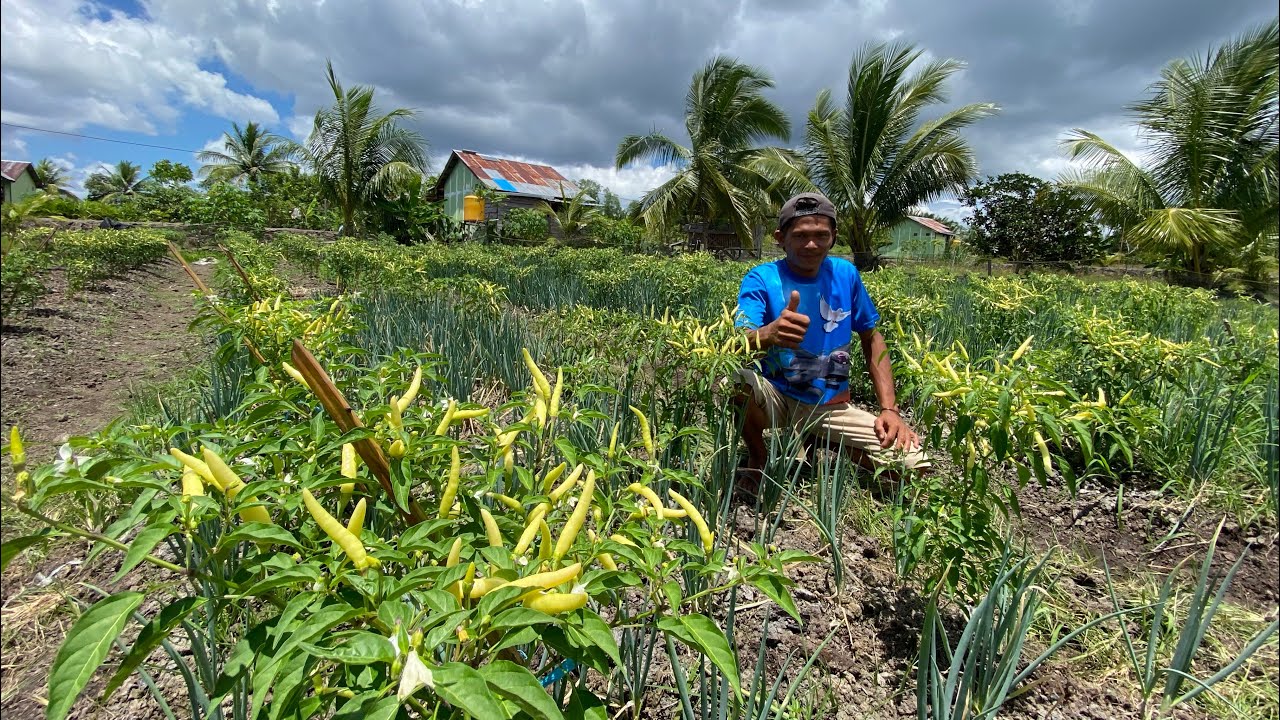 DULU RAWA, SEKARANG SUBUR! LAHAN PAK IRWAN JADI KEBUN HOLTIKULTURA SUBUR : CERITA TRANSMIGRASI SP10