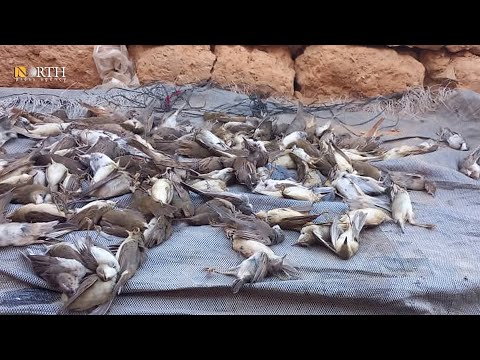 صيد عصفور التين مهنة لسكان مخيم الركبان في الجنوب السوري