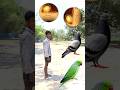 Rounding coconuts to Duck, Peacock, Pigeon &amp; Parrot - Birds names magic video#foryou#plzsupport