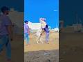 horse viral video 🤣 #funny #funnyvideo