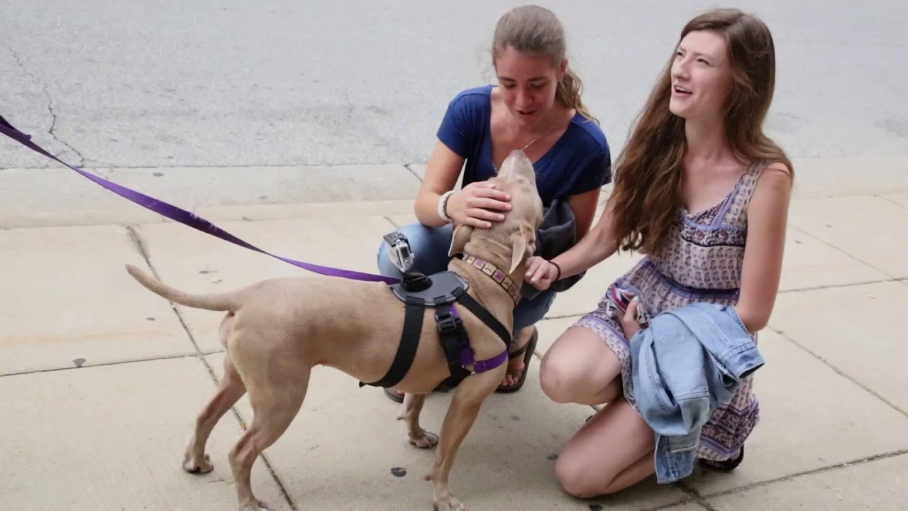 Frankie the Dog Tours Marquette University