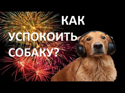 Собака боится петард, салюта, выстрелов. Успокоительные для собак | Кот Баюн, Фитекс, Стоп-стресс