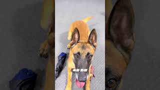 How to Stop Bad Dog Behavior Fast! 🐶 (Easy Puppy Training Tips)