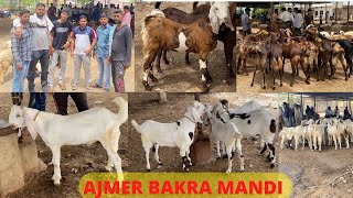 Ajmer Bakra Mandi Ajmer Goat Market Tuesday Live Update With Price 24 May 2022#ajmer @Tips For Goats