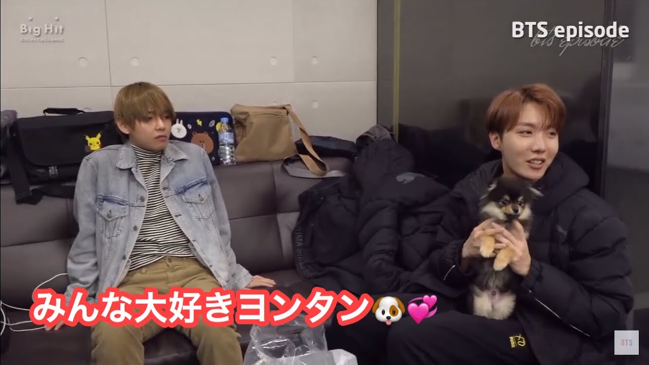 ホビ ヨンタン テテの愛犬 Bts 日本語字幕 Youtube