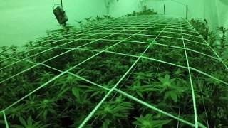 Gavita 4K Medical Grow Part 3 Day 24 Flower Day 7 Leaf Strip