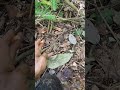 cabaran pekebun organik