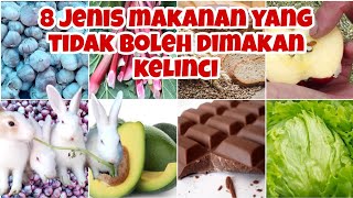 8 Jenis Makanan Yang Tidak Boleh Dimakan Kelinci
