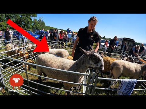 Some BIG SHEEP at this farm show  |  Newmilns Show 2022