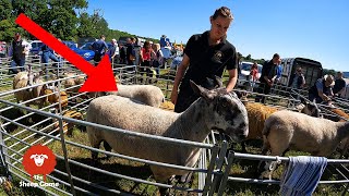 Some BIG SHEEP at this farm show  |  Newmilns Show 2022