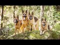 A child raised by 5 German shepherd dogs | The Dodo