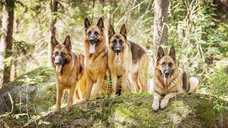 A child raised by 5 German shepherd dogs | The Dodo