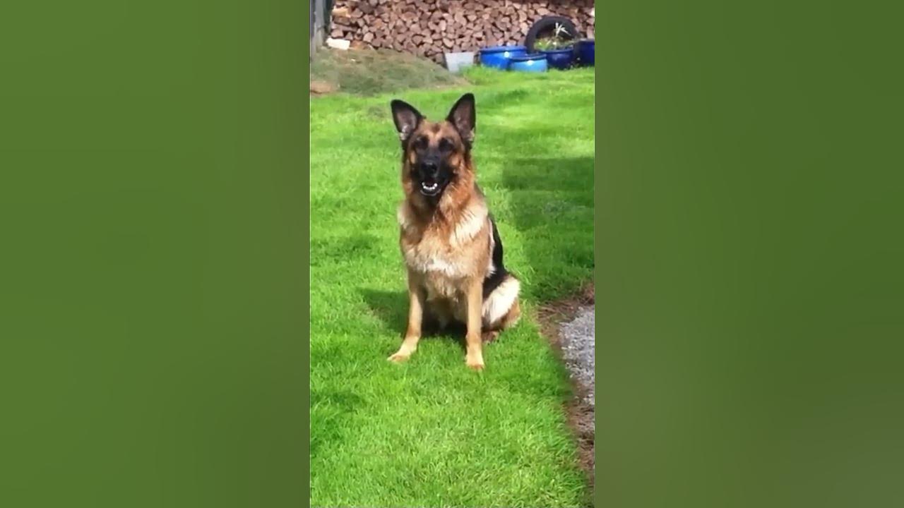 Chien qui aboie Fort dans Jardin 🔊 Bouchez vos oreilles !! 🎉 Berger Allemand YouTube