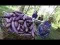 Eggplant Fingers ❤ Eggplant (Brinjal) Fry Recipe by Grandma and Family | Village Life