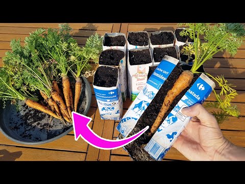 Video: Zanahorias en contenedor: Cómo cultivar zanahorias en contenedor