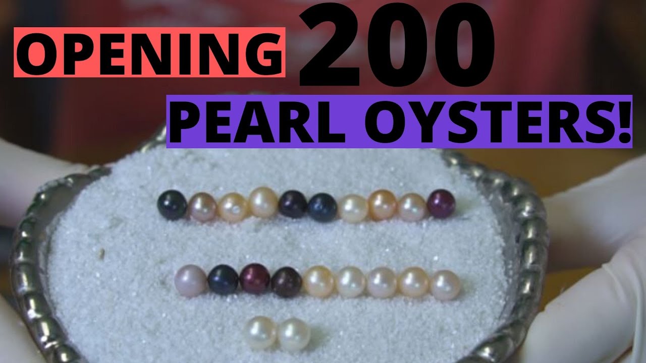 Opening 200 Pearl Oysters! (Reveals 7376 7401) YouTube