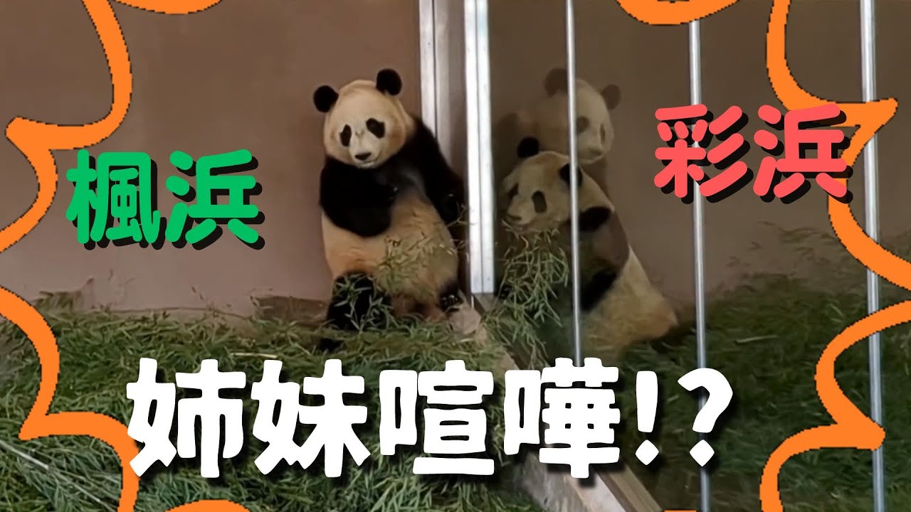 彩浜VS楓浜】姉妹喧嘩の瞬間 #アドベンチャーワールド Giant Panda