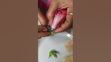 Dissection of hibiscus flower ( without bio lab) Part-5