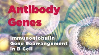 Antibody genes | Immunoglobulin Gene Rearrangement in B Cell