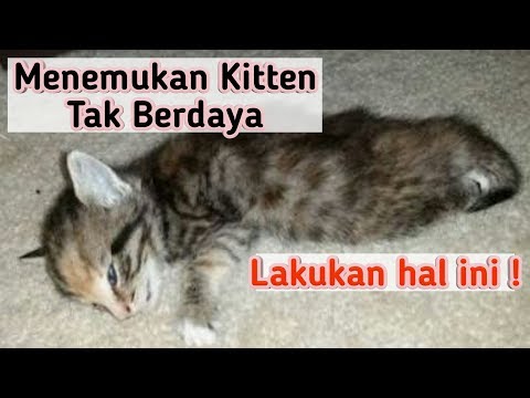 Video: Mengapa Anak Kucing Itu Berasa Sakit?