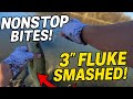 3-Inch Fluke = NONSTOP Action! Bass Were Hammering It!