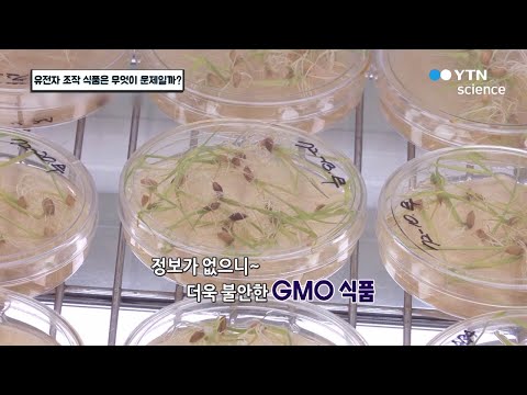 유전자 조작 식품은 무엇이 문제일까? / YTN 사이언스