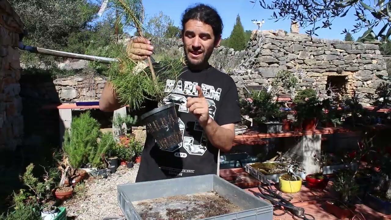 Primer trasplante de un pino rojo de vivero 