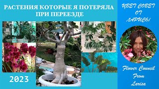 РАСТЕНИЯ КОТОРЫЕ Я ПОТЕРЯЛА ПРИ ПЕРЕЕЗДЕ