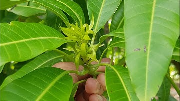 VỤ XOÀI SỚM 2025_ KÍCH CỬ 2 XOÀI CÁT CHU