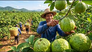 Guava Farming: How Millions of Guavas Are Grown, Harvested, and Processed