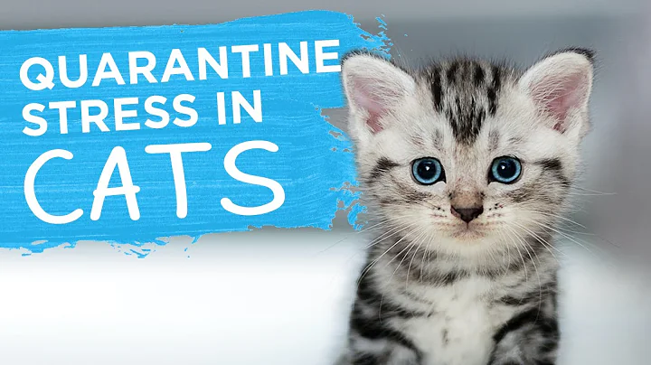 Quarantine Stress in Cats: How To Help Your Cat