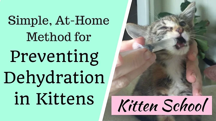 At Home Method to Prevent Deadly Dehydration in Kittens - DayDayNews