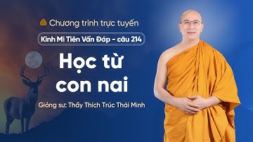 "Học từ con nai" - Câu 214, Kinh Mi Tiên Vấn Đáp | Thầy Thích Trúc Thái Minh