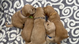 🐶❤️ Golden Retriever Puppies On The Move - Cuteness Overload