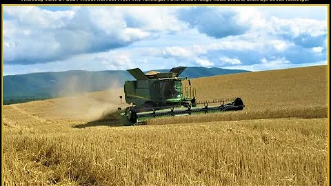 Horst Sisters Harvest Wheat 2021 Kinsinger Farm