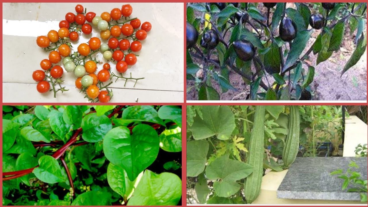 How to grow vegetables in containers/Organic vegetable in pot/Summer