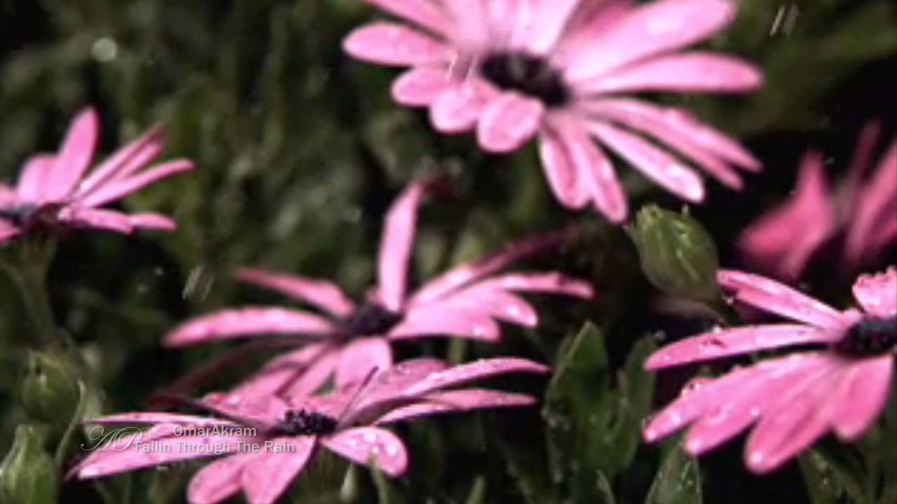 ♡ OMAR AKRAM - Falling Through The Rain - YouTube