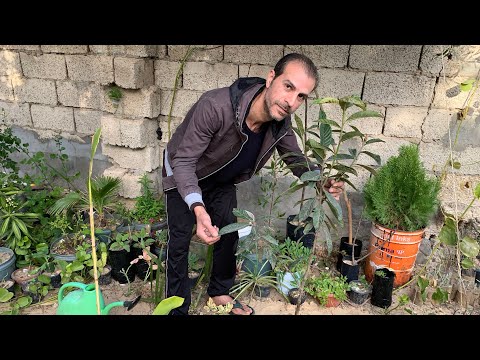 فيديو: العناية بشجرة الزعرور - نصائح لزراعة نباتات الزعرور