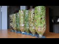 Đơn giản, nhanh: Trồng mầm hỗn hợp và gỏi cuốn | Simple & fast: Growing mixed sprouts & spring rolls