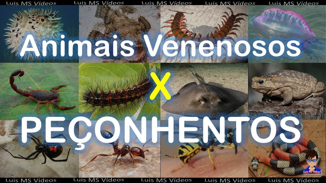 Animais Peçonhentos X Animais Venenosos - YouTube