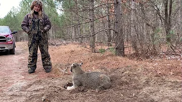 Where are bobcats found in Wisconsin?