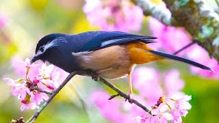 Birds and flowers