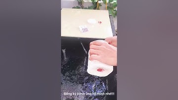 Hướng dẫn cách trị cá koi bị đỏ mình, cạ mình, bệnh ngủ.