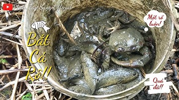 Bắt Cá Rô Đồng & Món Cá Rô Chiên Xù Cực Ngon | Phạm Tấn Sang