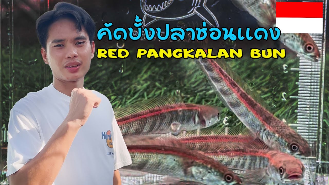 คัดบั้งปลาช่อนข้าหลวงเเดง