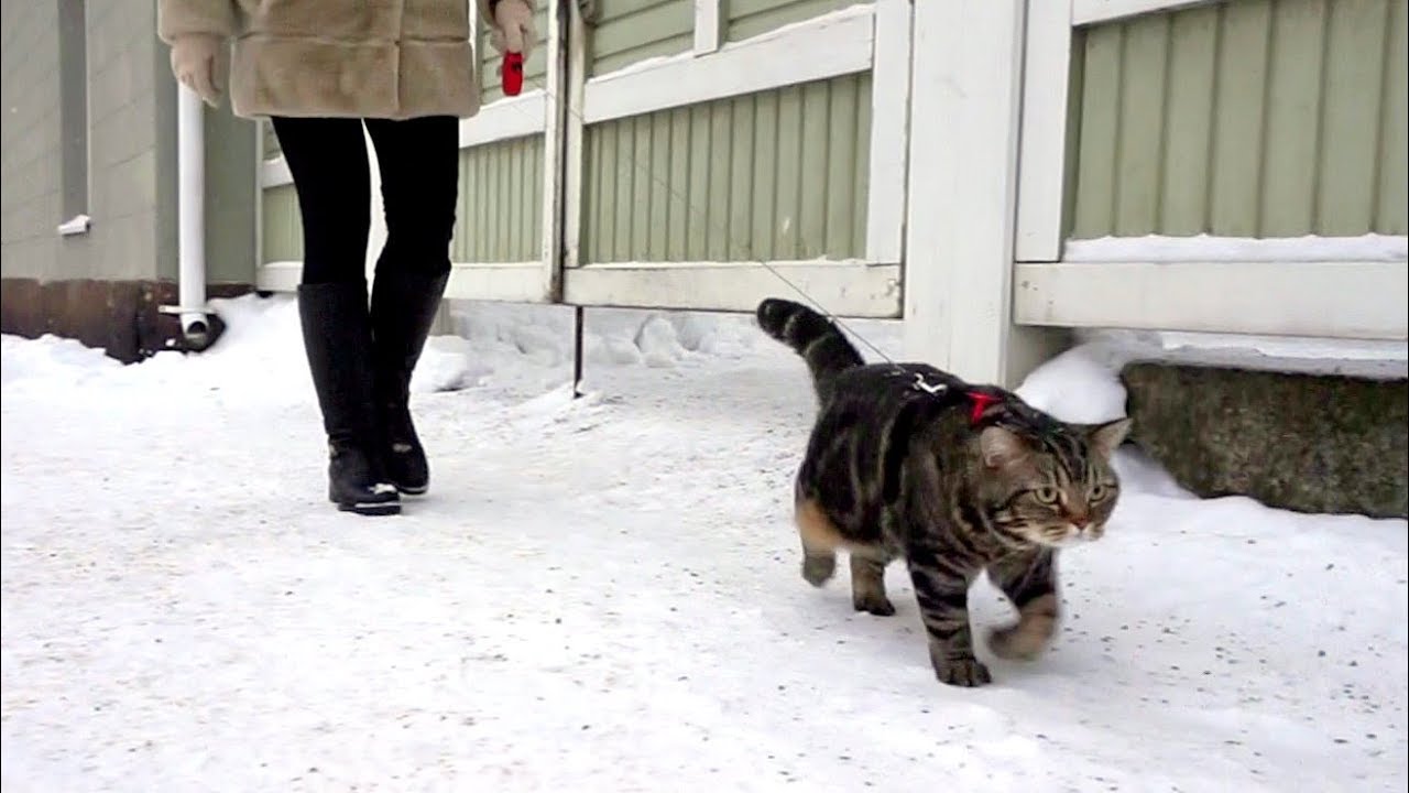 Можно гулять с котом. Кот на прогулке. Кот на прогулке зимой. Кот на прогулке на поводке зимой. Кошка гуляет.