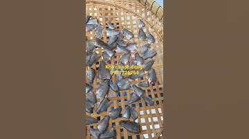 khô cá sặc đồng, khô sặc bướm giá 260.000đ/kg