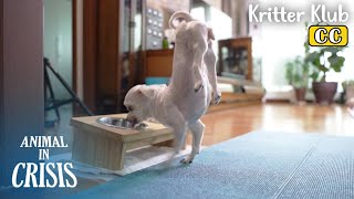 Dog Born With NO Catilage Walks On Two Forelegs l Animal in Crisis Ep 407 by Kritter Klub 39,207 views 2 weeks ago 7 minutes, 51 seconds